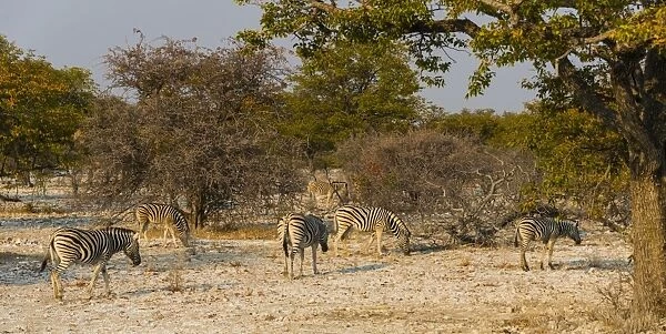 Burchells Zebras -Equus burchellii-, herd in the bushland, Etosha National Park, Namibia