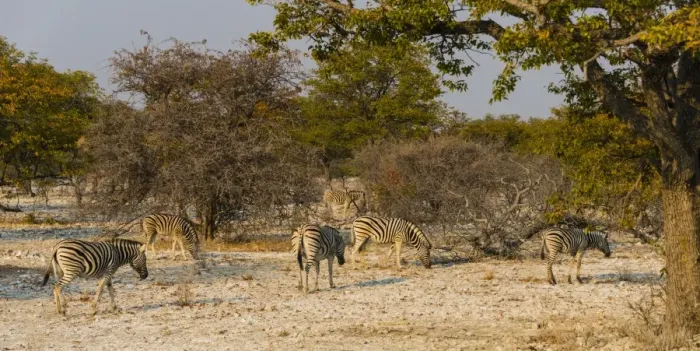 Framed Print : Burchells Zebras -Equus burchellii-, herd in the bushland, Etosha National Park, Namibia Framed Print : Burchells Zebras -Equus burchellii-, herd in the bushland, Etosha National Park, Namibia