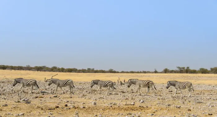 Framed Print : Burchells Zebras -Equus burchellii-, Etosha National Park, Namibia Framed Print : Burchells Zebras -Equus burchellii-, Etosha National Park, Namibia