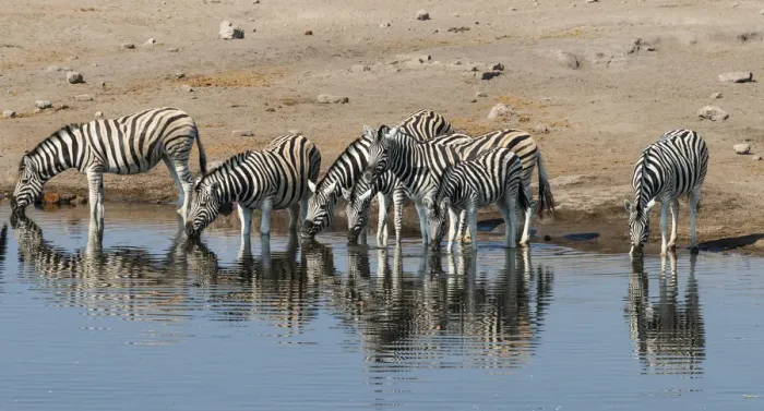 Framed Print : Burchells Zebras -Equus burchellii- drinking, Chudop water hole, Etosha National Park, Namibia Framed Print : Burchells Zebras -Equus burchellii- drinking, Chudop water hole, Etosha National Park, Namibia