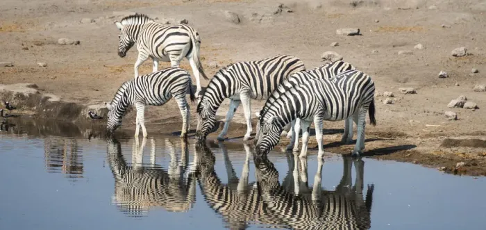 Framed Print : Burchells Zebras -Equus burchellii- drinking, Chudop water hole, Etosha National Park, Namibia Framed Print : Burchells Zebras -Equus burchellii- drinking, Chudop water hole, Etosha National Park, Namibia