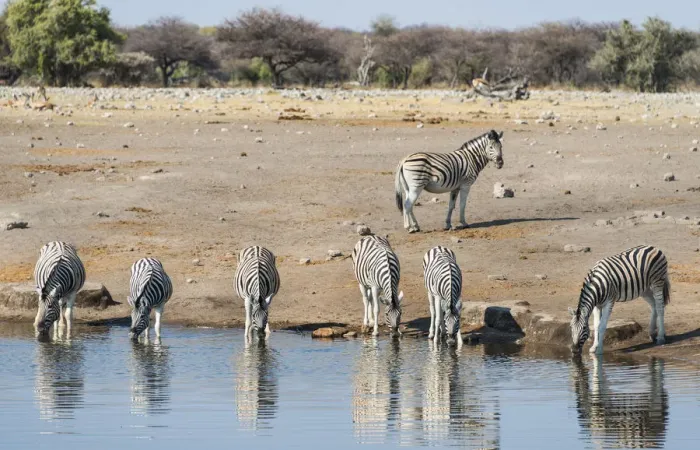 Framed Print : Burchells Zebras -Equus burchellii- drinking, Chudop water hole, Etosha National Park, Namibia Framed Print : Burchells Zebras -Equus burchellii- drinking, Chudop water hole, Etosha National Park, Namibia