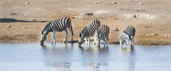 Framed Print : Burchells Zebras -Equus burchellii- drinking, Chudop water hole, Etosha National Park, Namibia
