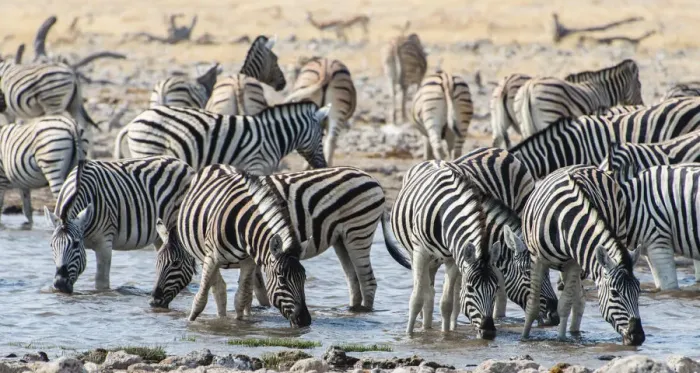 Framed Print : Burchells Zebras -Equus burchellii- drinking at a waterhole, Etosha National Park, Namibia Framed Print : Burchells Zebras -Equus burchellii- drinking at a waterhole, Etosha National Park, Namibia