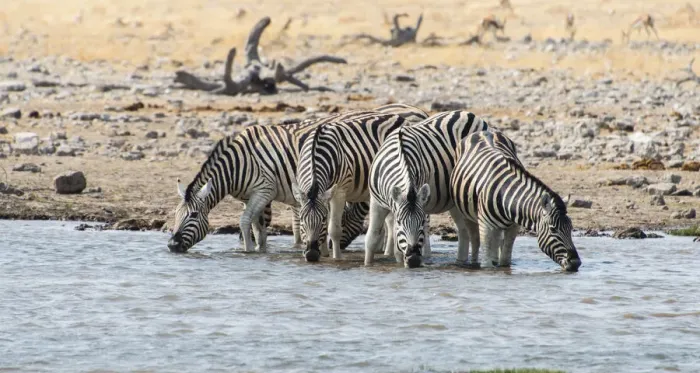 Framed Print : Burchells Zebras -Equus burchellii- drinking at a waterhole, Etosha National Park, Namibia Framed Print : Burchells Zebras -Equus burchellii- drinking at a waterhole, Etosha National Park, Namibia