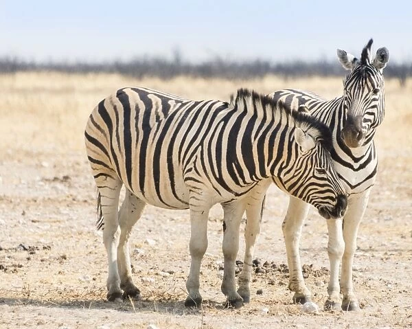 Burchells Zebras -Equus burchellii- in the dry steppe, Etosha National Park, Namibia
