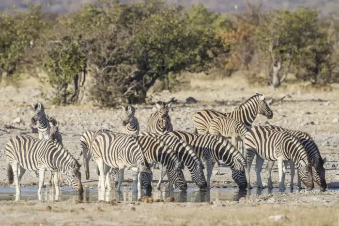 Framed Print : Burchells zebras -Equus quagga-, Etosha National Park, Namibia, Africa Framed Print : Burchells zebras -Equus quagga-, Etosha National Park, Namibia, Africa