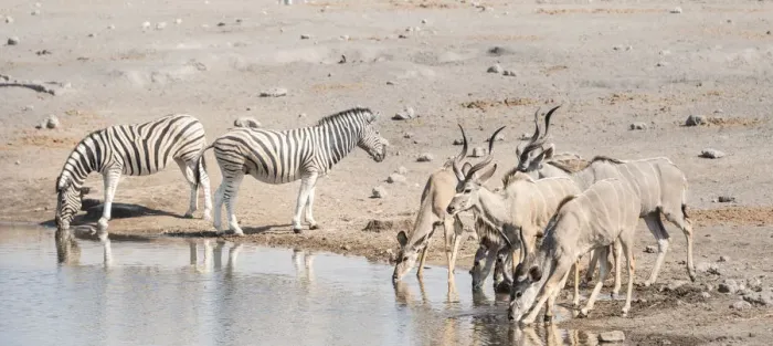 Framed Print : Burchells zebras -Equus quagga burchelli- and Greater kudus -Tragelaphus strepsiceros-, Chudop waterhole, Etosha National Park, Namibia Framed Print : Burchells zebras -Equus quagga burchelli- and Greater kudus -Tragelaphus strepsiceros-, Chudop waterhole, Etosha National Park, Namibia