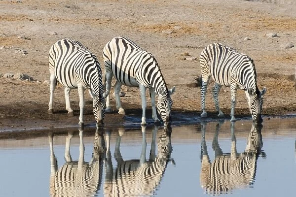 Burchells Zebras -Equus quagga burchellii-, reflection of three zebras whilst drinking at the Chudop waterhole, Etosha National Park, Namibia
