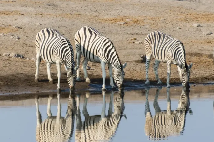 Framed Print : Burchells Zebras -Equus quagga burchellii-, reflection of three zebras whilst drinking at the Chudop waterhole, Etosha National Park, Namibia