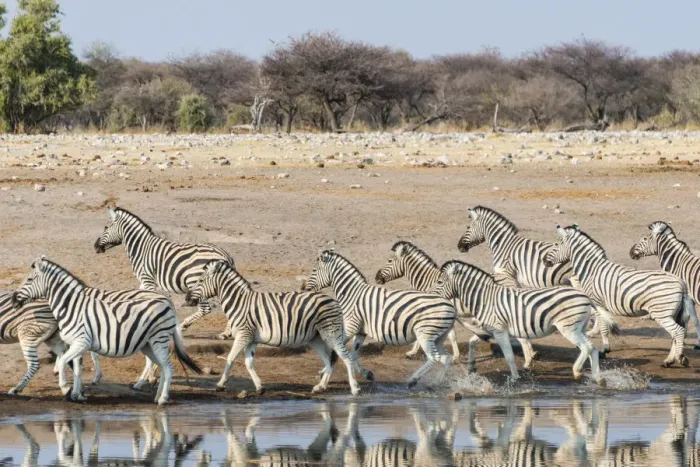 Framed Print : Burchells Zebras -Equus quagga burchellii-, herd fleeing from the Chudop waterhole, Etosha National Park, Namibia Framed Print : Burchells Zebras -Equus quagga burchellii-, herd fleeing from the Chudop waterhole, Etosha National Park, Namibia