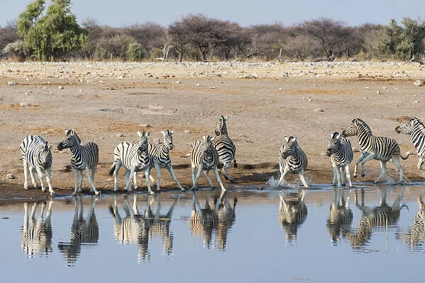 Burchells Zebras -Equus quagga burchellii-, herd panicking whilst drinking at the Chudop waterhole, Etosha National Park, Namibia