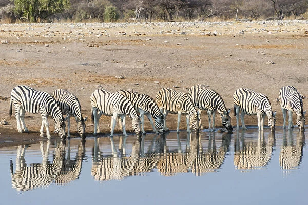 Burchells Zebras -Equus quagga burchellii-, reflection of herd whilst drinking at the Chudop waterhole, Etosha National Park, Namibia