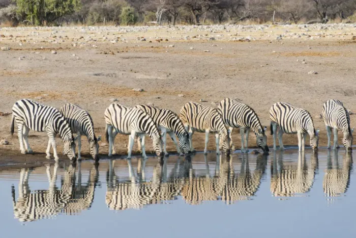 Framed Print : Burchells Zebras -Equus quagga burchellii-, reflection of herd whilst drinking at the Chudop waterhole, Etosha National Park, Namibia Framed Print : Burchells Zebras -Equus quagga burchellii-, reflection of herd whilst drinking at the Chudop waterhole, Etosha National Park, Namibia