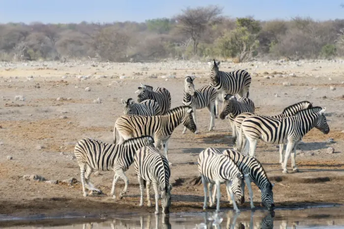 Framed Print : Burchells Zebras -Equus quagga burchellii-, herd drinking at the Chudop waterhole, Etosha National Park, Namibia Framed Print : Burchells Zebras -Equus quagga burchellii-, herd drinking at the Chudop waterhole, Etosha National Park, Namibia