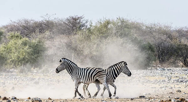 Burchells Zebras, -Equus quagga burchellii-, Etosha National Park, Namibia