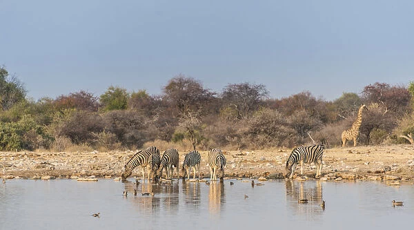 Burchells Zebras -Equus quagga burchellii-, Klein Namutoni water hole, Etosha National Park, Namibia