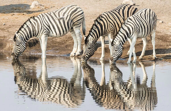 Three Burchells Zebras -Equus quagga burchellii- drinking at water, Chudop water hole, Etosha National Park, Namibia