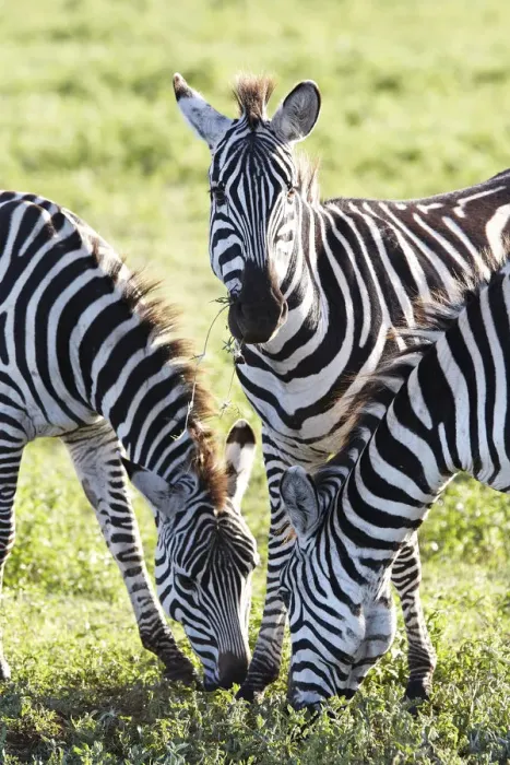 Framed Print : Burchells Zebras or Plains Zebras -Equus quagga-, Ngorongoro Crater, Tanzania, Africa Framed Print : Burchells Zebras or Plains Zebras -Equus quagga-, Ngorongoro Crater, Tanzania, Africa