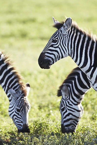 Burchells Zebras or Plains Zebras -Equus quagga-, Ngorongoro Crater, Tanzania, Africa