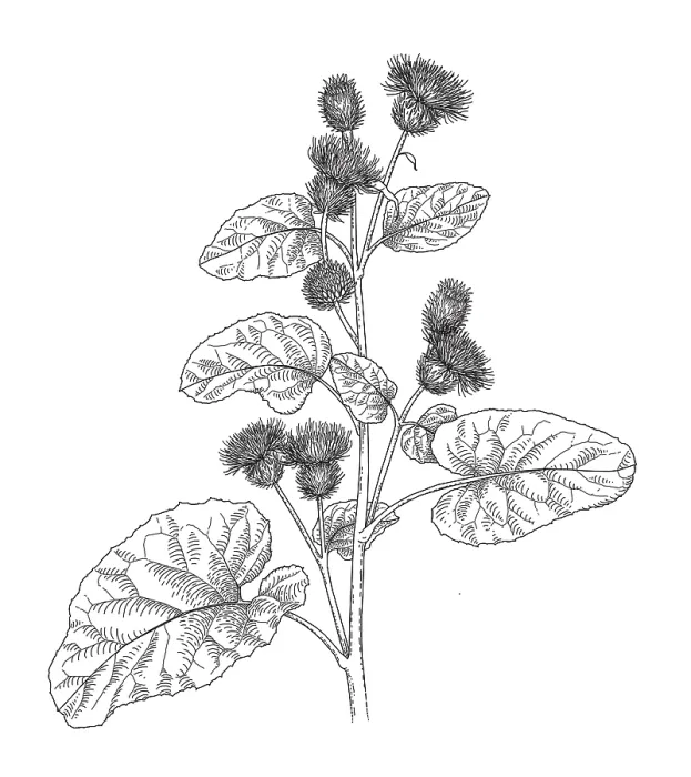 Framed Print : Burdock Plant