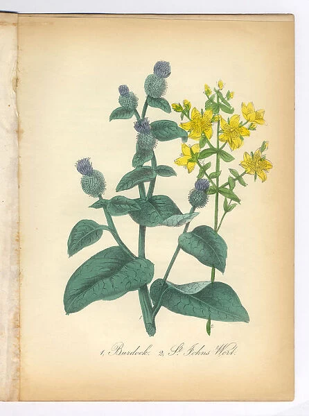 Burdock and St. Johns Wort Victorian Botanical Illustration