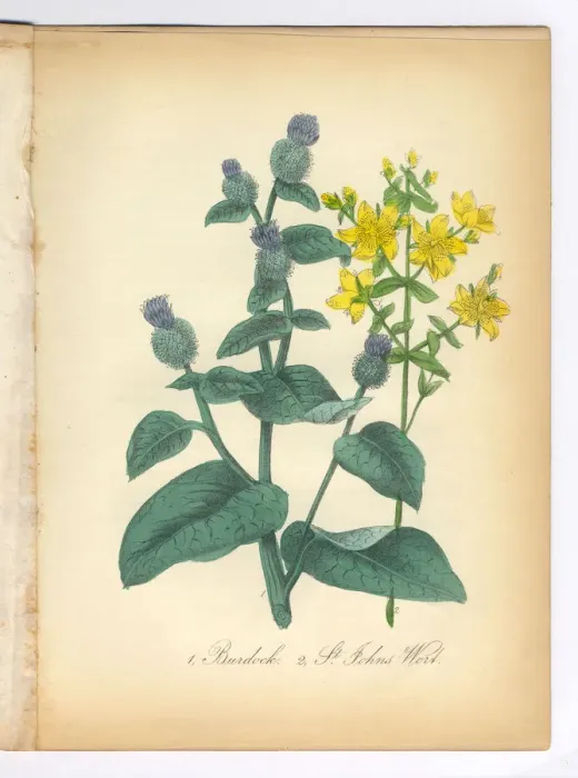 Framed Print : Burdock and St. Johns Wort Victorian Botanical Illustration Framed Print : Burdock and St. Johns Wort Victorian Botanical Illustration