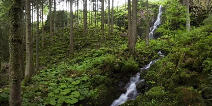 Framed Print : Burgbach Waterfall near Schapbach in the Black Forest, Baden-Wuerttemberg, Germany, Europe Framed Print : Burgbach Waterfall near Schapbach in the Black Forest, Baden-Wuerttemberg, Germany, Europe