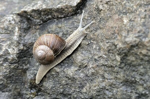 Burgundy or Roman snail -Helix pomatia-