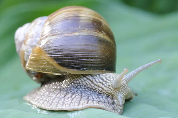 Burgundy snail, Roman snail -Helix pomatia-