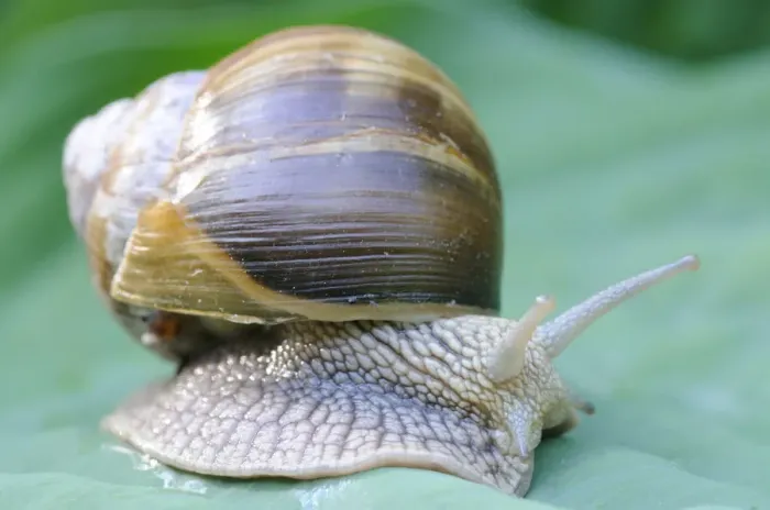 Framed Print : Burgundy snail, Roman snail -Helix pomatia-