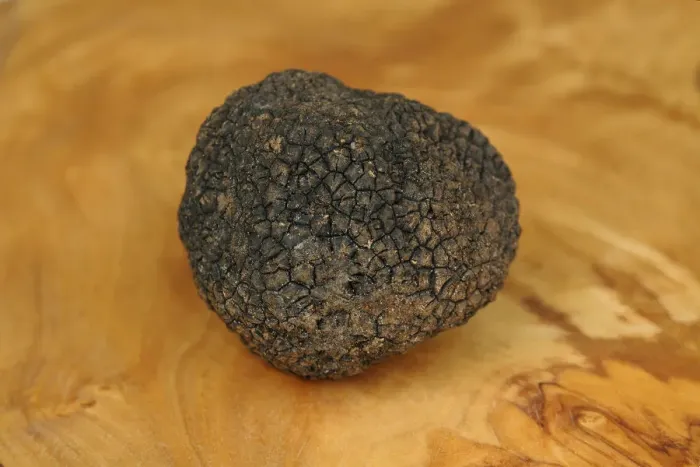 Framed Print : Burgundy Truffle -Tuber uncinatum-, Switzerland, Europe Framed Print : Burgundy Truffle -Tuber uncinatum-, Switzerland, Europe