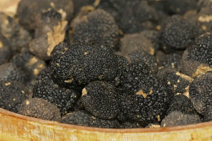Framed Print : Burgundy Truffles -Tuber uncinatum- in basket, Switzerland, Europe Framed Print : Burgundy Truffles -Tuber uncinatum- in basket, Switzerland, Europe
