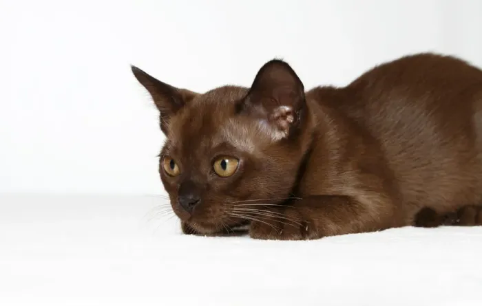 Framed Print : Burmese cat, 10 weeks Framed Print : Burmese cat, 10 weeks