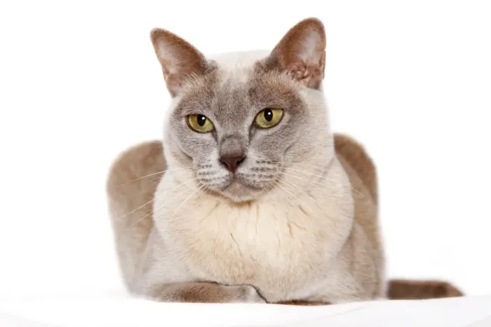 Framed Print : Burmese cat