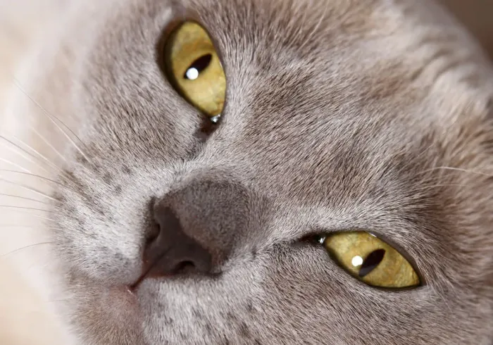 Framed Print : Burmese cat