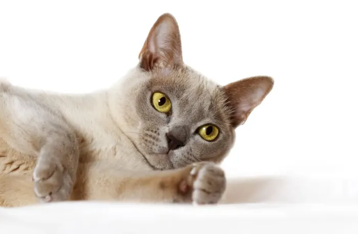 Framed Print : Burmese cat Framed Print : Burmese cat
