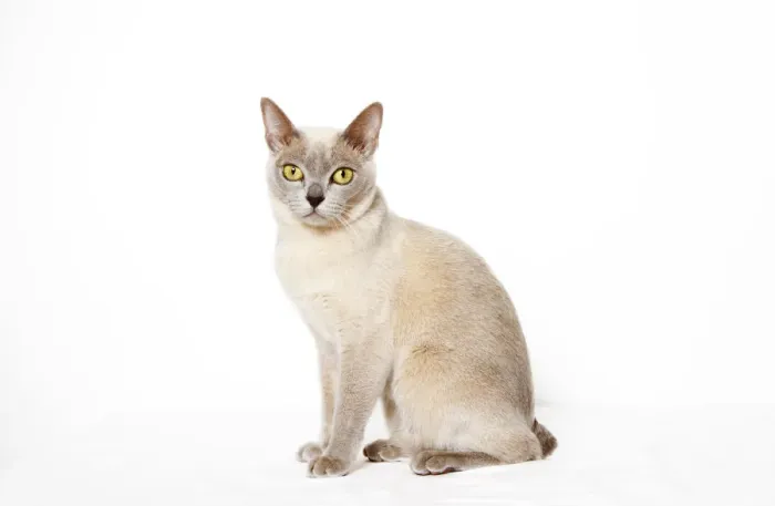 Framed Print : Burmese cat Framed Print : Burmese cat