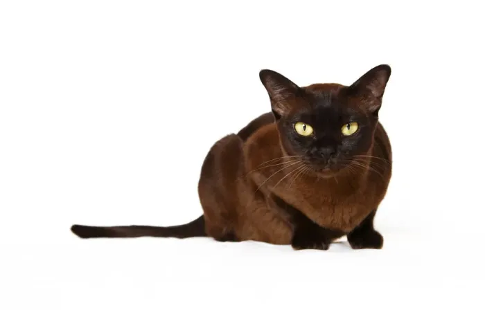 Framed Print : Burmese cat Framed Print : Burmese cat