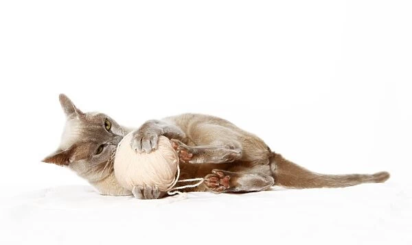 Burmese cat playing with ball of wool