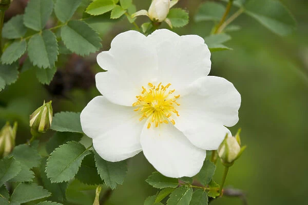 Burnet Rose -Rosa spinosissima-, flowering, Thuringia, Germany