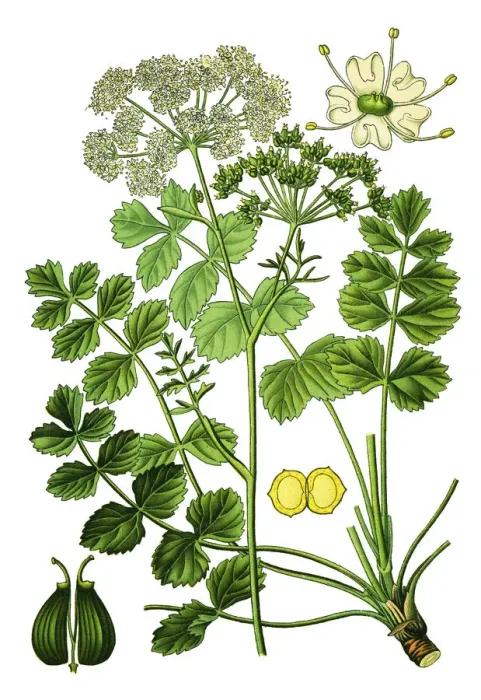 Framed Print : burnet-saxifrage, solidstem burnet saxifrage, lesser burnet
