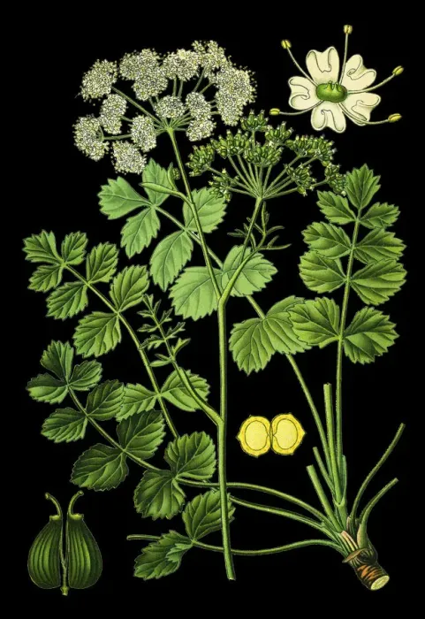 Framed Print : burnet-saxifrage, solidstem burnet saxifrage, lesser burnet Framed Print : burnet-saxifrage, solidstem burnet saxifrage, lesser burnet