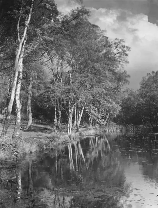 Framed Print : Burnham Beeches Framed Print : Burnham Beeches