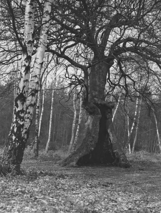 Framed Print : Burnham Beeches Framed Print : Burnham Beeches