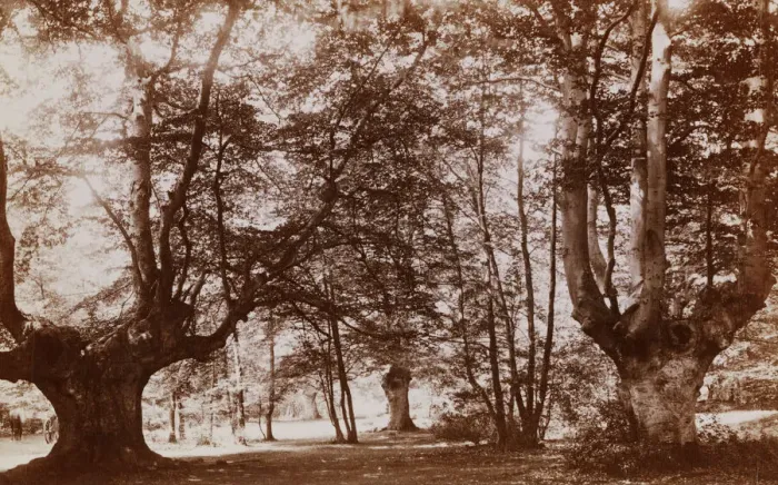 Framed Print : Burnham Beeches Framed Print : Burnham Beeches
