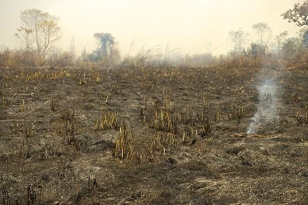 Burnt down forest after a bush fire, slash and burn, Chitwan National Park, Nepal, Asia
