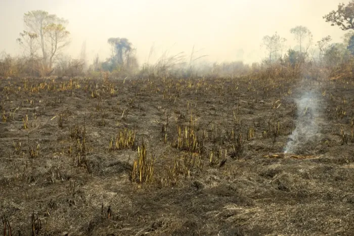 Framed Print : Burnt down forest after a bush fire, slash and burn, Chitwan National Park, Nepal, Asia Framed Print : Burnt down forest after a bush fire, slash and burn, Chitwan National Park, Nepal, Asia