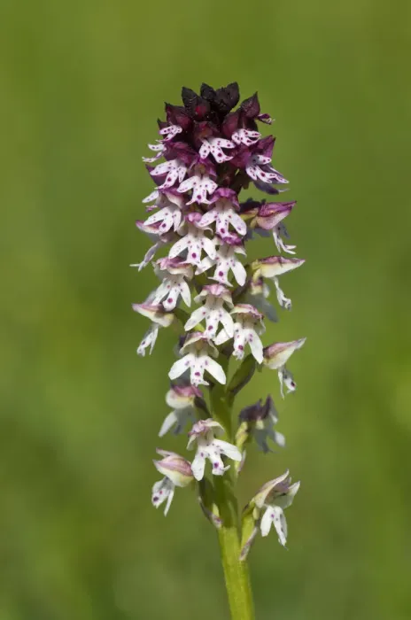 Framed Print : Burnt Orchid -Orchis ustulata-, Bargau, Baden-Wuerttemberg, Germany, Europe Framed Print : Burnt Orchid -Orchis ustulata-, Bargau, Baden-Wuerttemberg, Germany, Europe