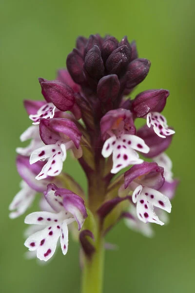 Burnt orchid -Orchis ustulata-, Dolomites, South Tyrol, Italy, Europe